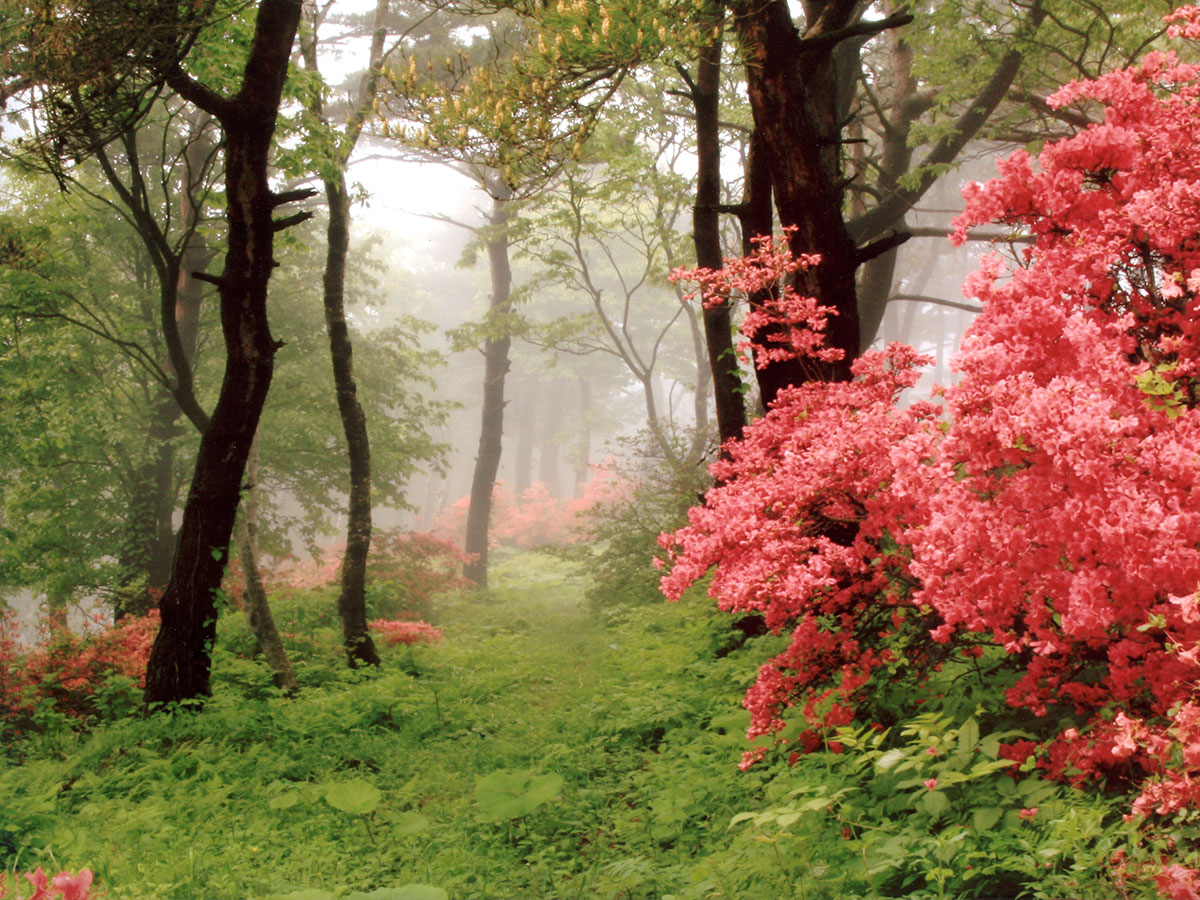 Michinoku Coastal Trail_4